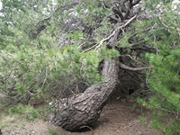 ova Gussonea-20110529 199